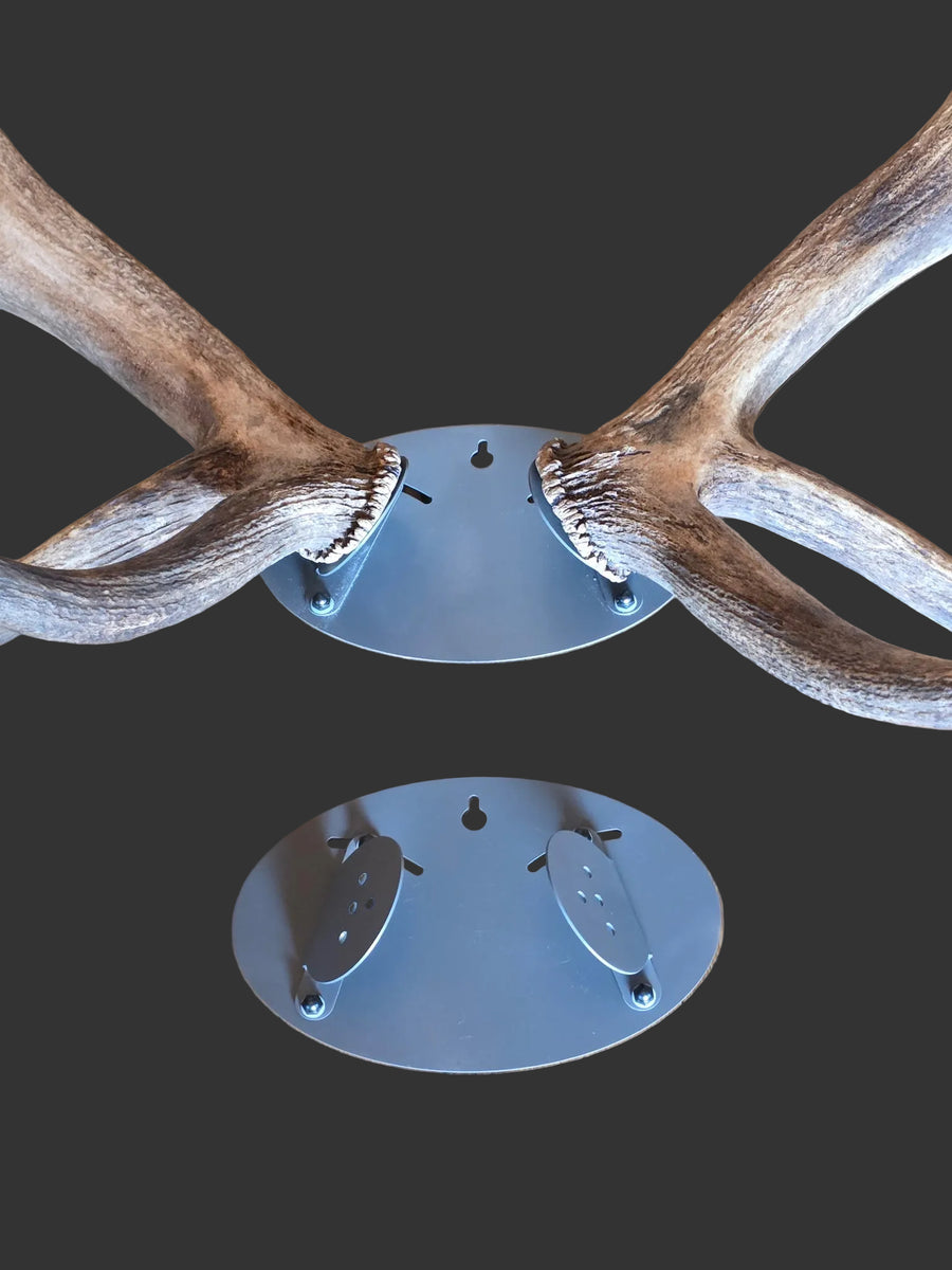 Close up of antler mount